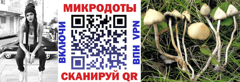 Галлюциногенные грибы Psilocybine cubensis что такое Псков